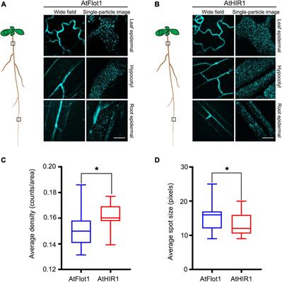 Environmental Cues Contribute to Dynamic Plasma Membrane Organization of Nanodomains Containing Flotillin-1 and Hypersensitive Induced Reaction-1 Proteins in Arabidopsis thaliana
